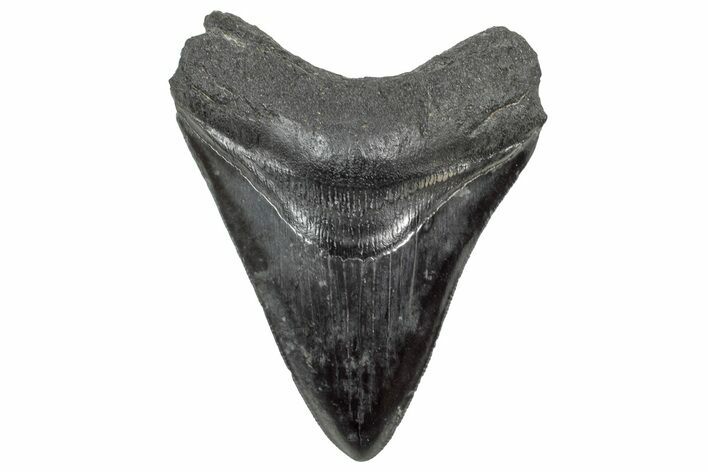 Fossil Megalodon Tooth - South Carolina #325724